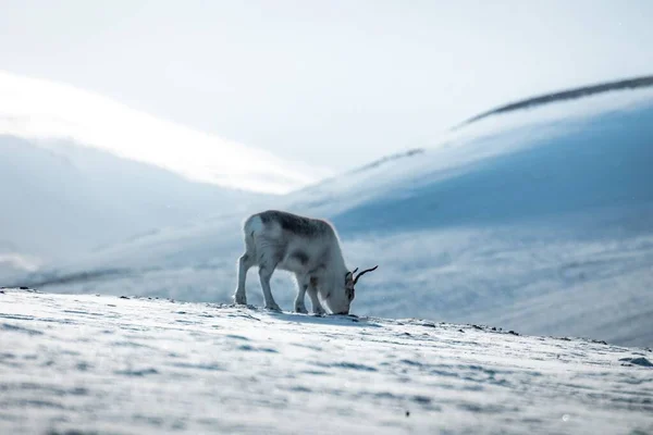 Een Jonge Eland Grazend Een Besneeuwd Veld — Stockfoto