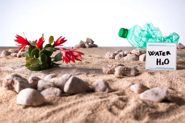 砂と石の砂漠の多肉植物のクローズアップ白い背景に空のスクワッシュプラスチックボトル — ストック写真