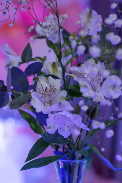 Ένα Κάθετο Πλάνο Του Λευκού Κρίνου Των Λουλουδιών Των Ίνκας — Φωτογραφία Αρχείου