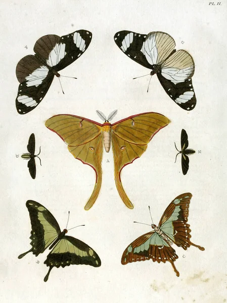 Las Ilustraciones Vintage Dibujadas Mano Mariposas Libro Antiguo — Foto de Stock