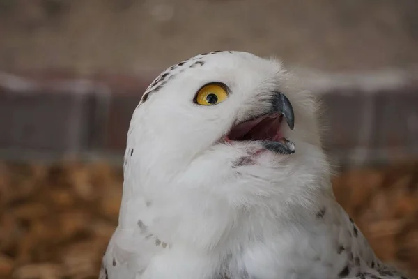 Portrait Cute Snowy Owl Bubo Scandiacus — Stock Photo, Image