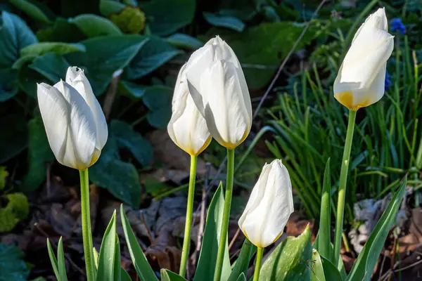 Close White Tulip Flowers Growing Garden — Stock Photo, Image