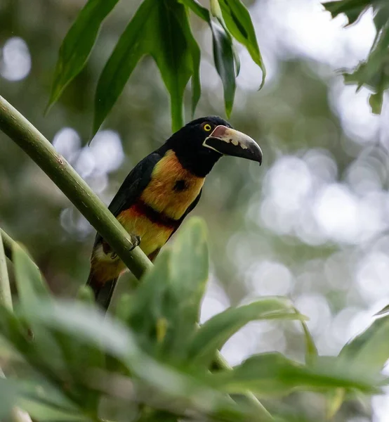 Obojek Aracari Sedí Větvi Stromu Rozmazaném Pozadí Bokeh Světla — Stock fotografie