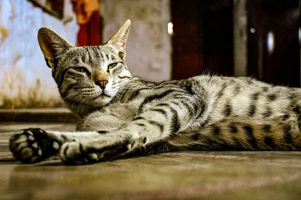 家の床に寝そべっている猫の肖像画 — ストック写真
