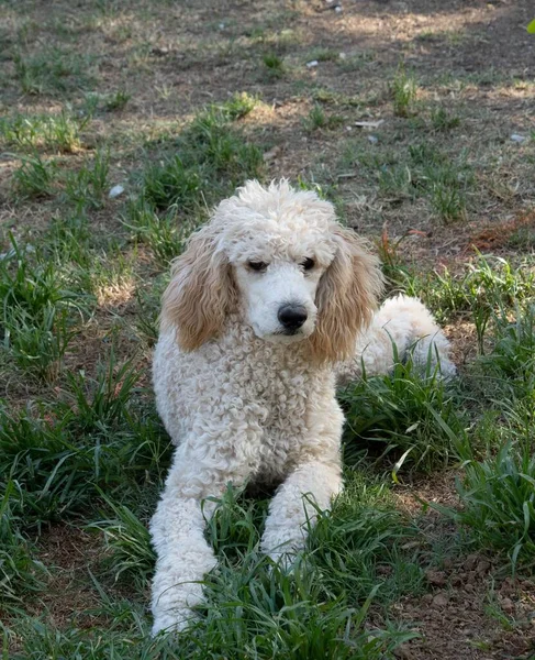 Schöner Standard Pudelhund Liegt Auf Dem Gras Garten — Stockfoto