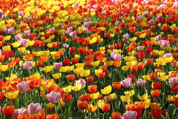 Rozległe Pole Tulipanów Zamku Pralormo Włoszech — Zdjęcie stockowe