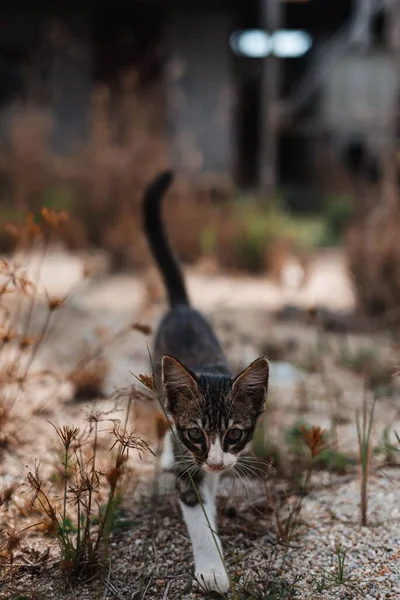 Una Toma Selectiva Enfoque Gato Caminando Aire Libre — Foto de Stock