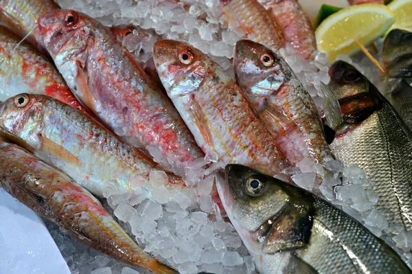 Various Fishes Shell Fishes — Stock Photo, Image