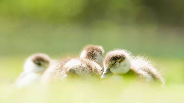 Colpo Fuoco Selettivo Oche Goslings Dormire Sull Erba Con Sfondo — Foto Stock