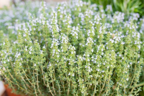 Planta Tomilho Tomilho Siciliano Erva Aromática Usada Para Cozinhar Mercado — Fotografia de Stock