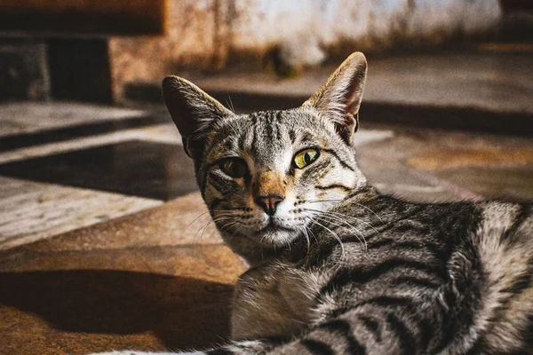 Ein Nahaufnahme Porträt Einer Schläfrigen Katze Die Hause Auf Dem — Stockfoto