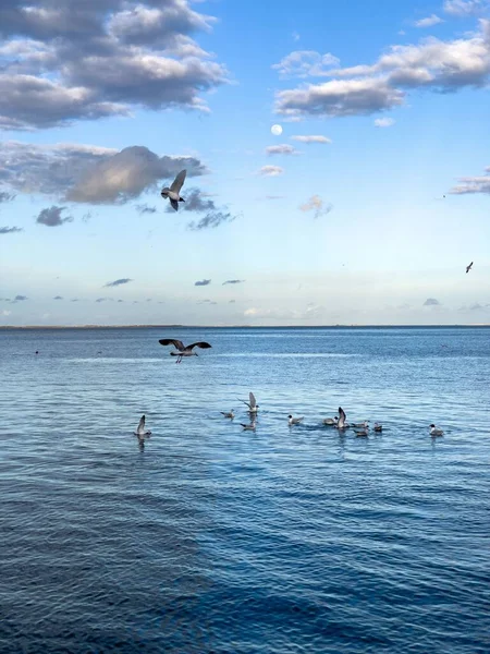 Flock Seagull Birds Fly Sea — Stock Photo, Image