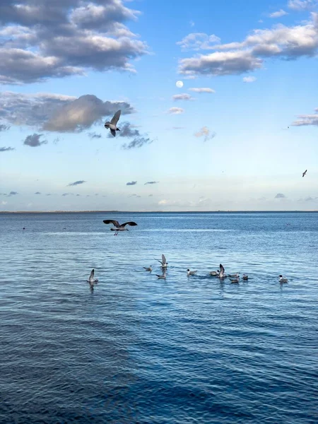 Flock Seagull Birds Fly Sea — Fotografia de Stock