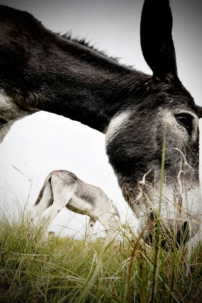驴的头的垂直截图 后面站着另一头驴 — 图库照片