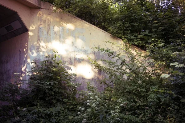 晴れた日には木とコンクリートの地下道のショット — ストック写真