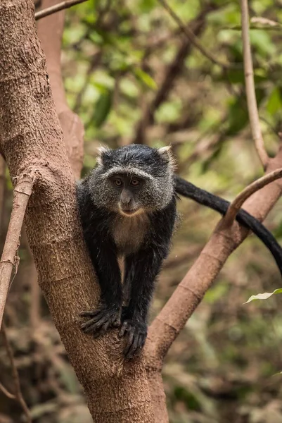 Крупный План Синей Обезьяны Cercopithecus Mitis Дереве — стоковое фото