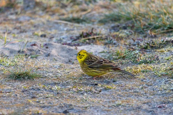 Zeminde Yiyecek Arayan Arka Planda Çimenler Olan Bir Sarı Çekicin — Stok fotoğraf