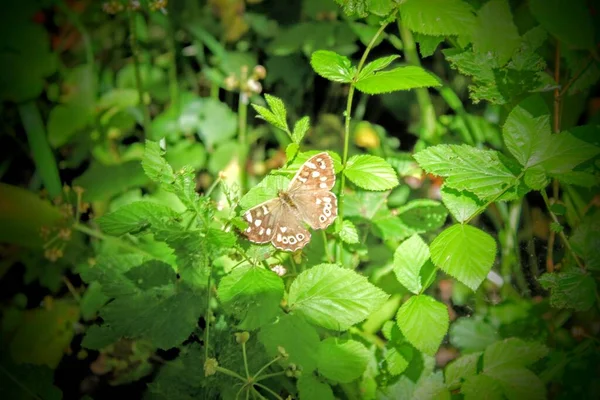 Tiro Seletivo Foco Uma Borboleta Empoleirada Folhas Verdes — Fotografia de Stock