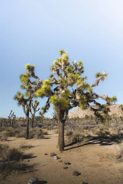 Poušť Palmami Yucca Slunečného Rána — Stock fotografie