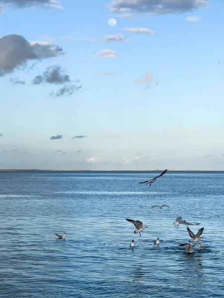 Flock Seagull Birds Fly Sea — Stockfoto