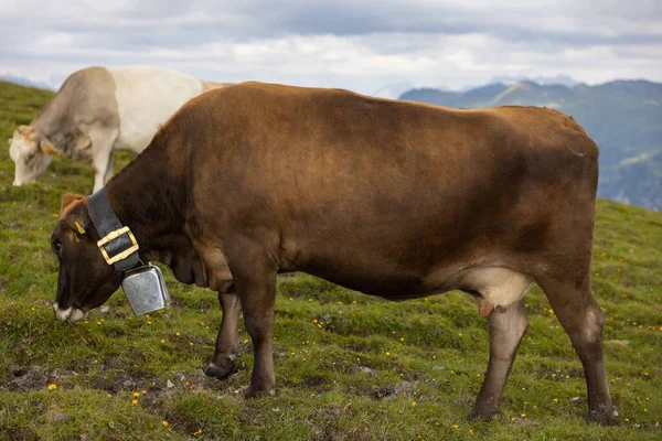 Una Vaca Doméstica Con Una Campana Alrededor Cuello Pastando Una — Foto de Stock