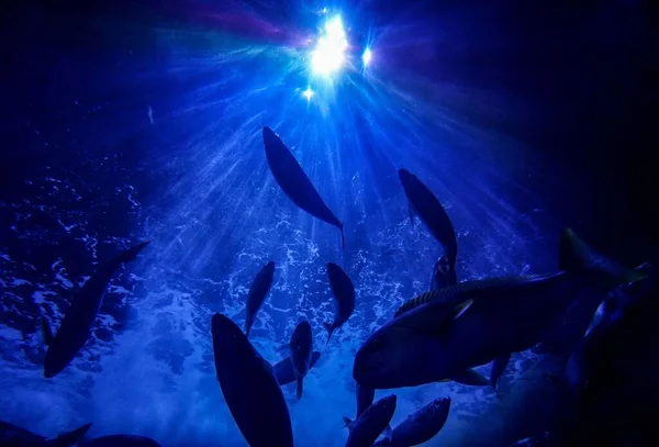 Una Vista Panorámica Los Peces Nadando Bajo Agua Océano Azul — Foto de Stock