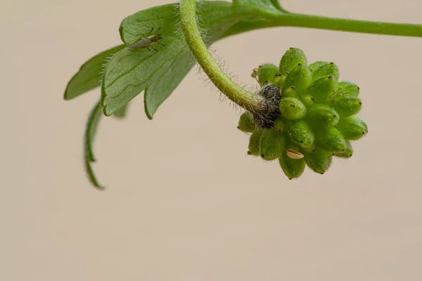 Seed Head Balkan Anemone Anemone Blanda Isolated Light Background Copy — Stock Photo, Image