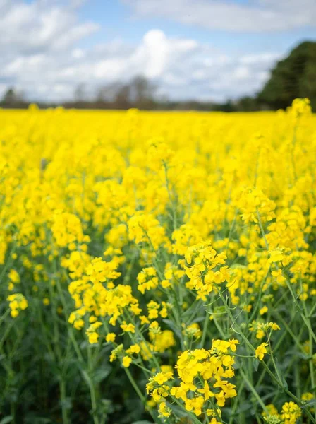 Eine Vertikale Aus Gelben Rapsblüten Wächst Auf Einem Feld Gegen — Stockfoto