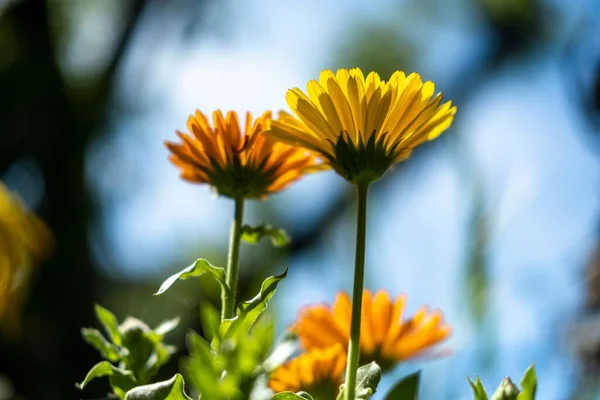 Primo Piano Denti Leone Giardino Soleggiato Taraxacum Officinale — Foto Stock