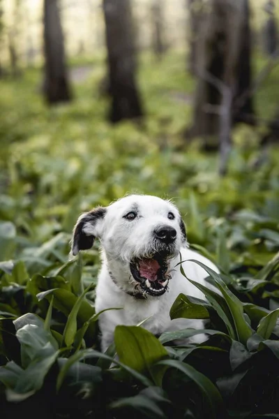 Cão Branco Bonito Sentado Gramíneas Floresta — Fotografia de Stock