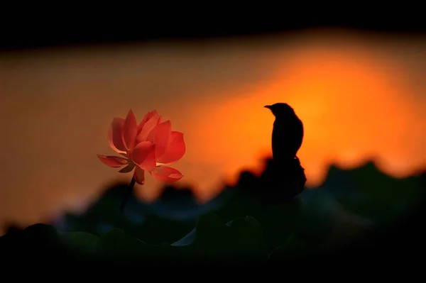 Une Mise Point Sélective Lotus Rose Silhouette Oiseau — Photo
