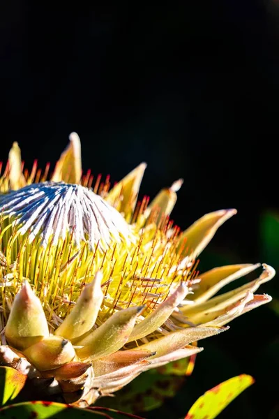 Вертикальный Снимок Растения Короля Протея Тёмном Фоне — стоковое фото