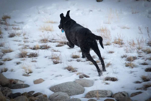 科罗拉多山上雪地上运行的一个黑色实验室 拉布拉多猎犬 — 图库照片