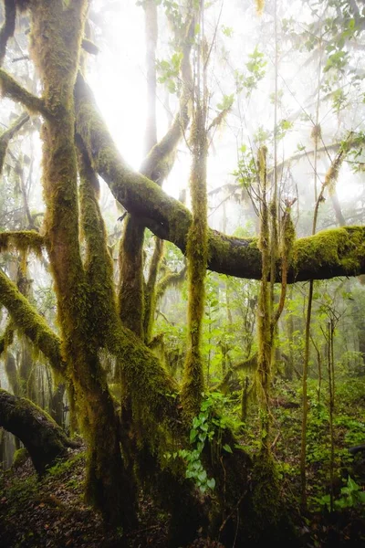 Hermoso Paisaje Una Densa Selva Con Árboles Musgosos Una Mañana — Foto de Stock