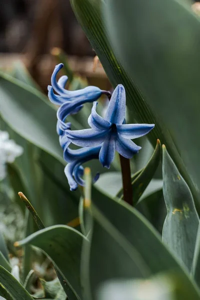 庭の青いヒヤシンス ヒヤシンスオリエンタル の花の浅い焦点 — ストック写真