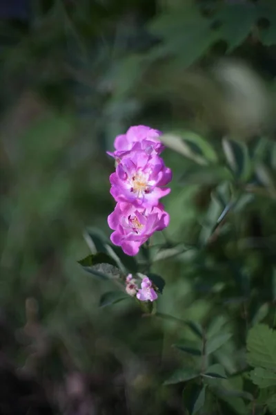 Colpo Verticale Veilchenblau Rosa Giardino Durante Giorno — Foto Stock