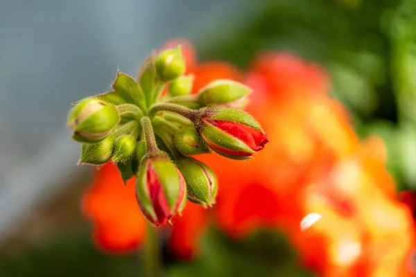 Closeup Shot Closed Flower Buds Blurred Background — Stock Photo, Image