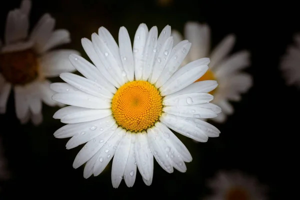 Närbild Tusensköna Med Dagg Och Mörk Bakgrund — Stockfoto