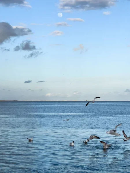 Стая Птиц Чайки Летит Над Морем — стоковое фото