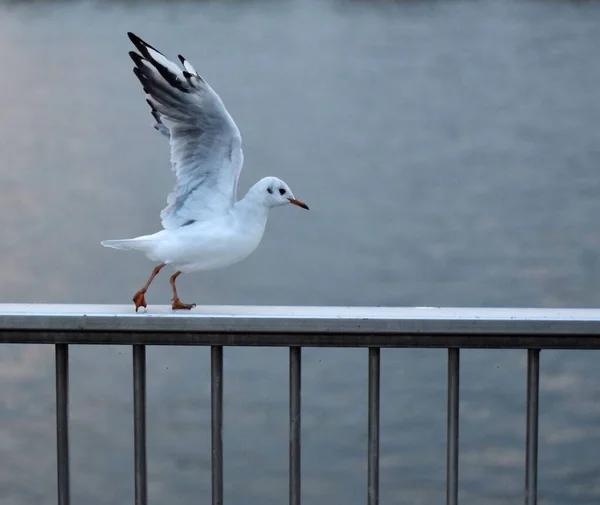 Black Headed Gull Flying Steel Guard Rail Blur River — Stock Photo, Image