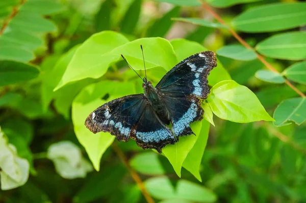 緑の荒野での大きな熱帯蝶 — ストック写真