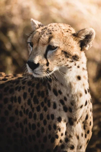 Ett Vertikalt Skott Gepard Sin Naturliga Miljö — Stockfoto