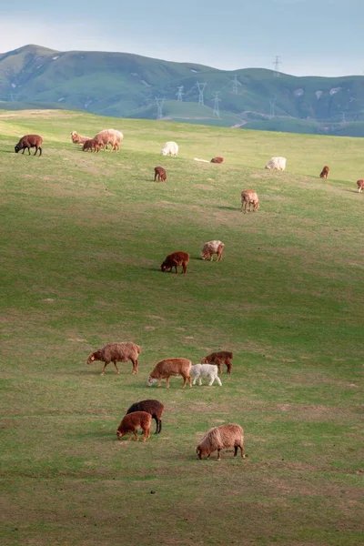 Tiro Vertical Uma Manada Vacas Campo Durante Dia — Fotografia de Stock