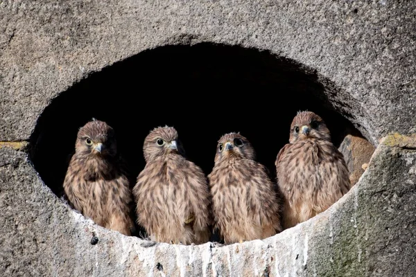 Gros Plan Poussins Crécerelles Perchés Dans Creux Sur Mur Pierre — Photo