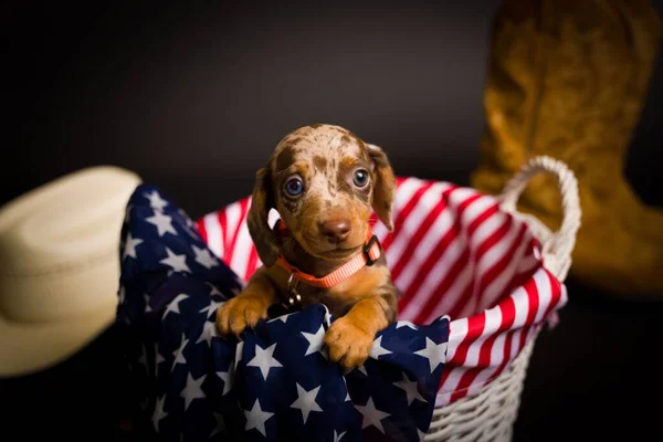 Muito Bonito Retratos Estúdio Alta Definição Dachshunds — Fotografia de Stock