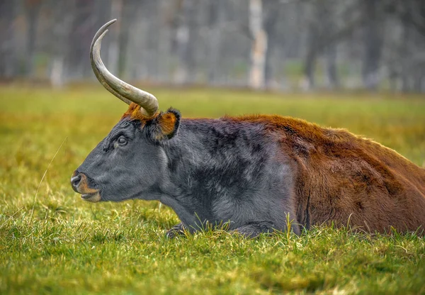 牧草地 バイエルン州 バイエルン州 ドイツの芝生の上に横たわるヘック牛のクローズアップショット — ストック写真