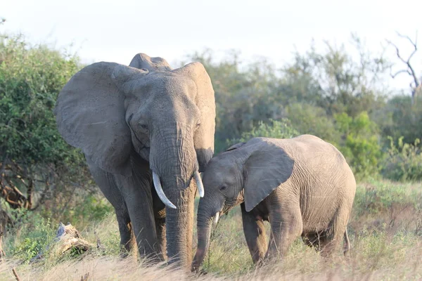 Elefante Arbusto Africano Con Hijo Pequeño Parque Hierba — Foto de Stock