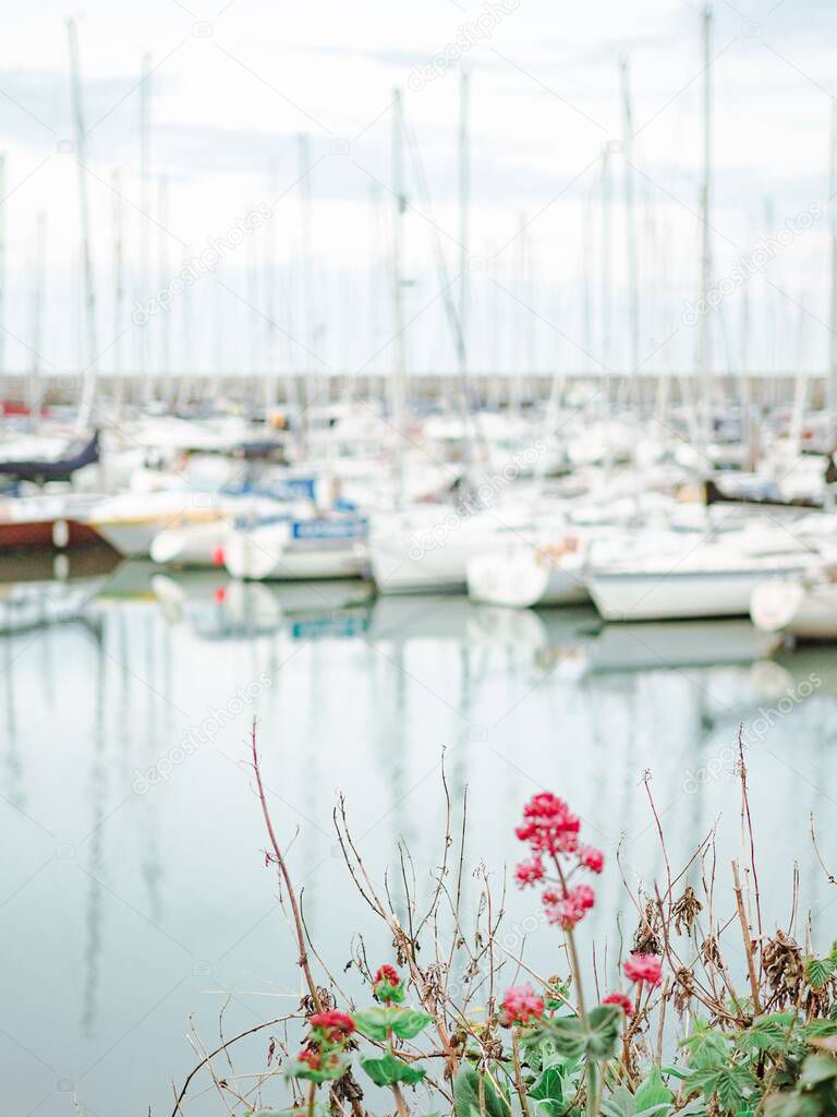 A selective focus of a pink flower growing in a shrub against boats moored at a harbor