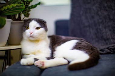 Kanepede rahat bir şekilde uzanan siyah beyaz bir kedi.