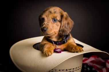 Dachshund 'un çok şirin, yüksek çözünürlüklü stüdyo resimleri.